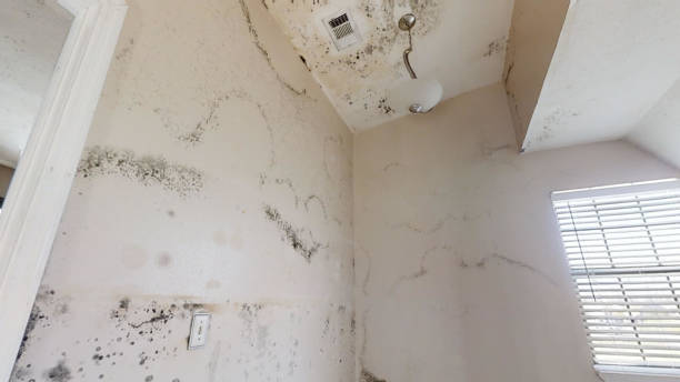 Best Industrial Mold Remediation  in Larkfield Wikiup, CA