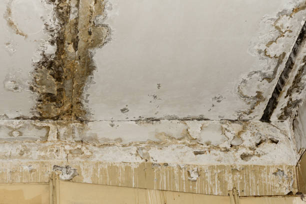 Trusted Larkfield Wikiup, CA Mold Removal Experts