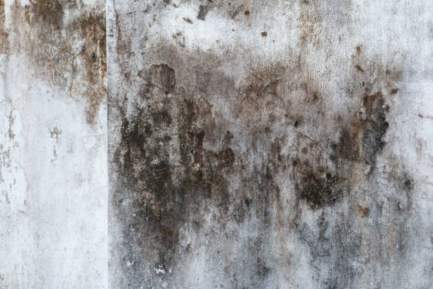Best Air Quality Testing for Mold Spores  in Larkfield Wikiup, CA