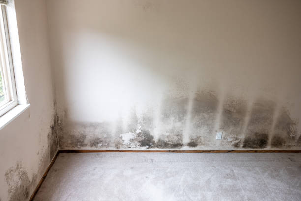 Best Mold Damage Restoration  in Larkfield Wikiup, CA