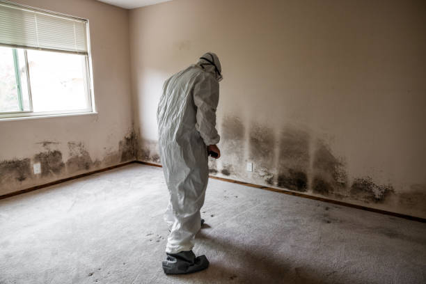 Best Water Damage & Mold Remediation  in Larkfield Wikiup, CA