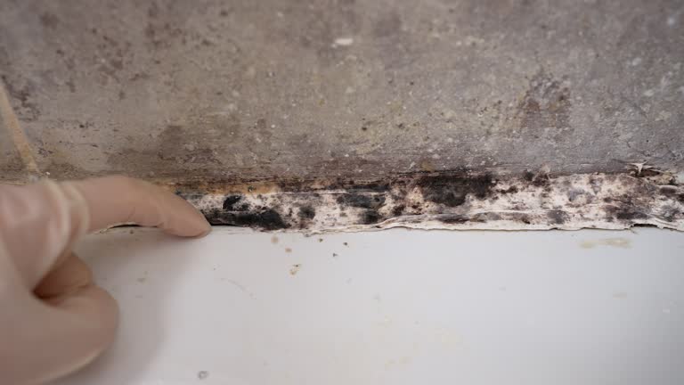 Best Commercial Mold Inspection  in Larkfield Wikiup, CA