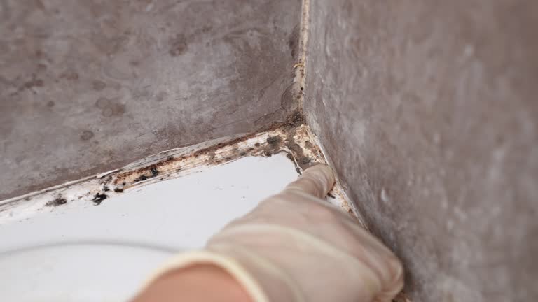 Best Biohazard Mold Removal  in Larkfield Wikiup, CA